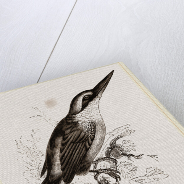 Sacred Kingfisher by Anonymous