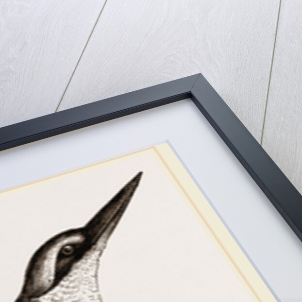 Sacred Kingfisher by Anonymous