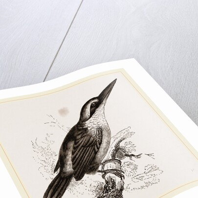 Sacred Kingfisher by Anonymous