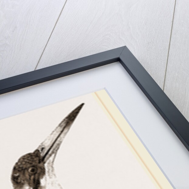 Burung biru by Anonymous