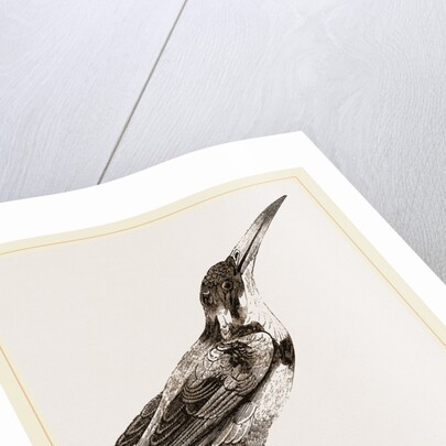 Burung biru by Anonymous