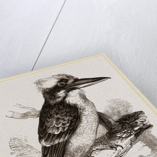 Gigantic Kingfisher by Anonymous