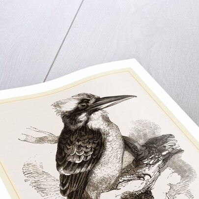 Gigantic Kingfisher by Anonymous