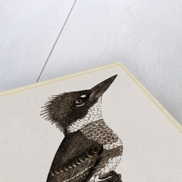 Kingfisher by Anonymous