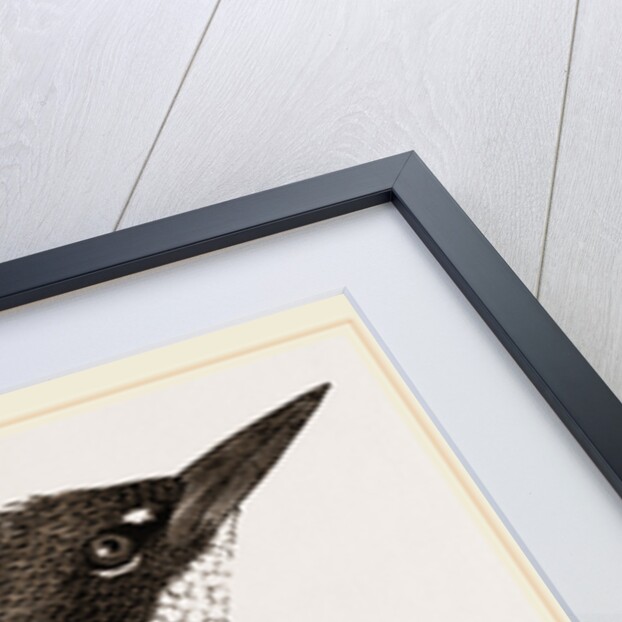 Kingfisher by Anonymous