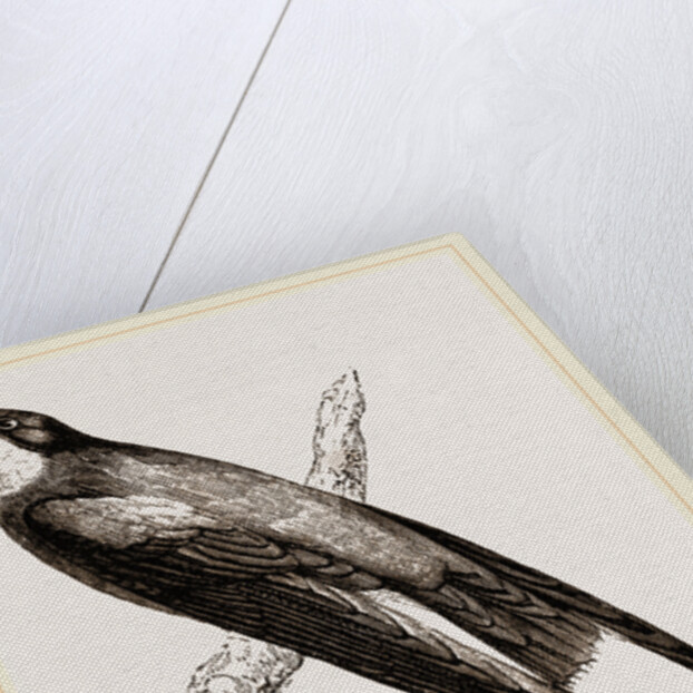 Long-winged Swift by Anonymous