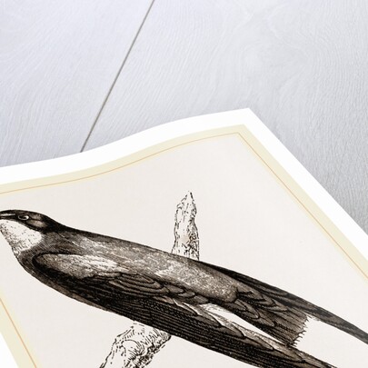 Long-winged Swift by Anonymous