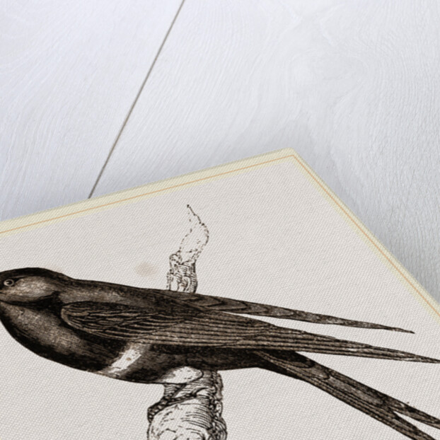 White-banded Swallow by Anonymous