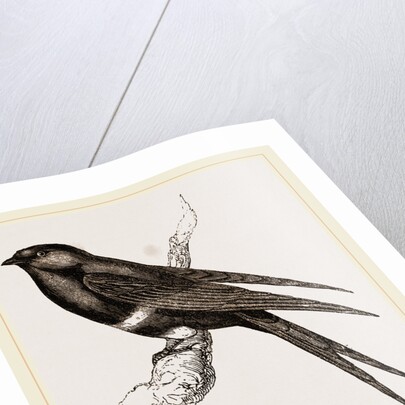 White-banded Swallow by Anonymous