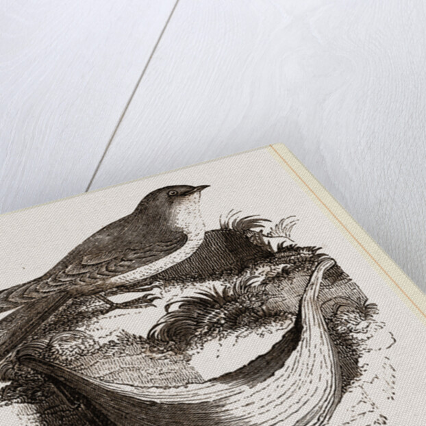 Esculent Swallow and Nest by Anonymous