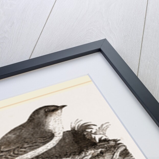 Esculent Swallow and Nest by Anonymous