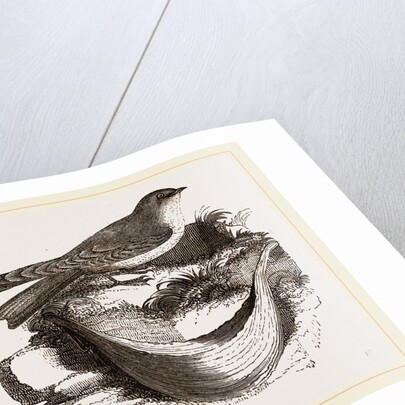 Esculent Swallow and Nest by Anonymous