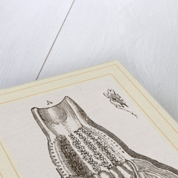 Glands of Stomach in Birds by Anonymous