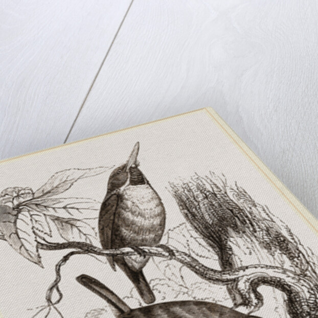 Green Todies by Anonymous