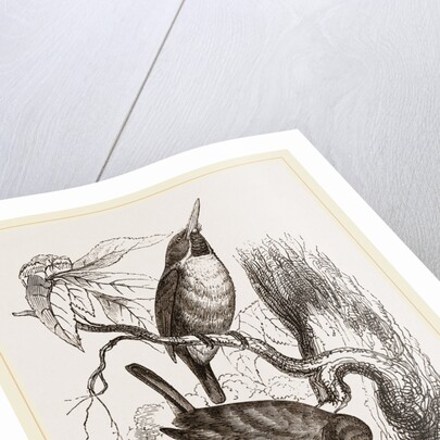 Green Todies by Anonymous