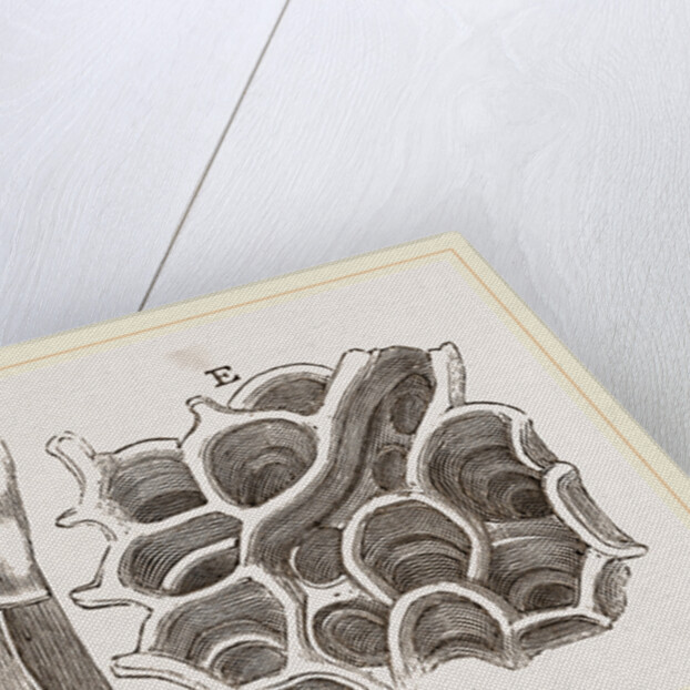 Glands of Stomach in Birds by Anonymous