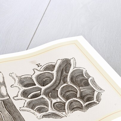 Glands of Stomach in Birds by Anonymous