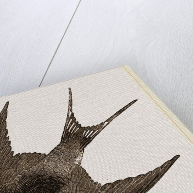 American Barn-Swallow by Anonymous