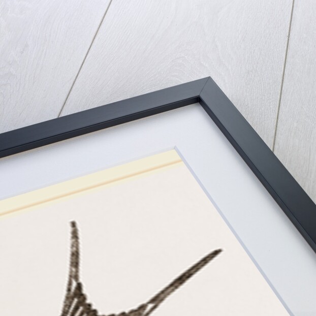 American Barn-Swallow by Anonymous