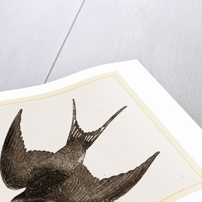 American Barn-Swallow by Anonymous