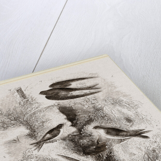 British Swallows by Anonymous
