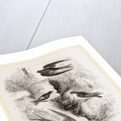 British Swallows by Anonymous