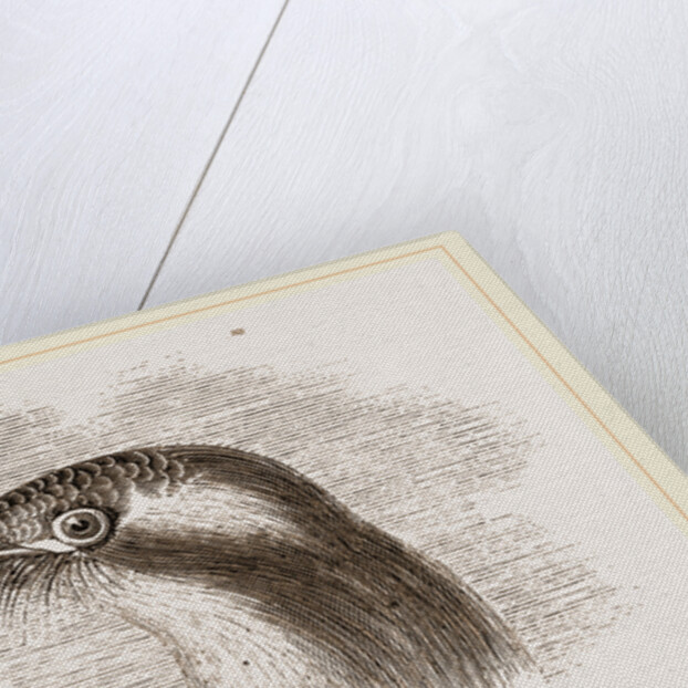 Head of Roller showing the Vibrissae by Anonymous