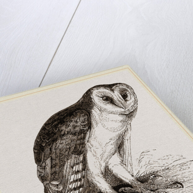 Barn-Owl by Anonymous