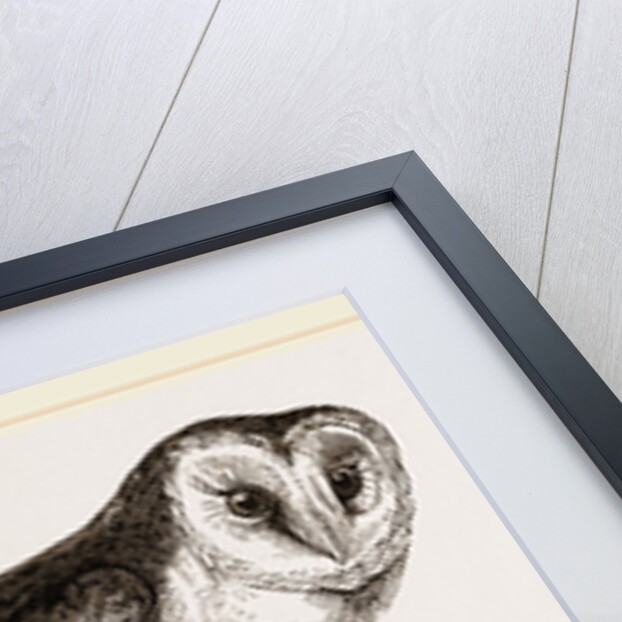 Barn-Owl by Anonymous