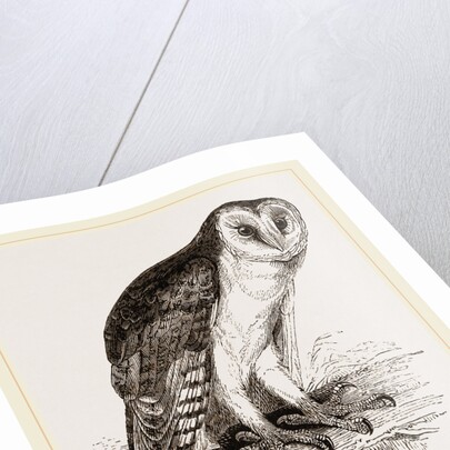 Barn-Owl by Anonymous