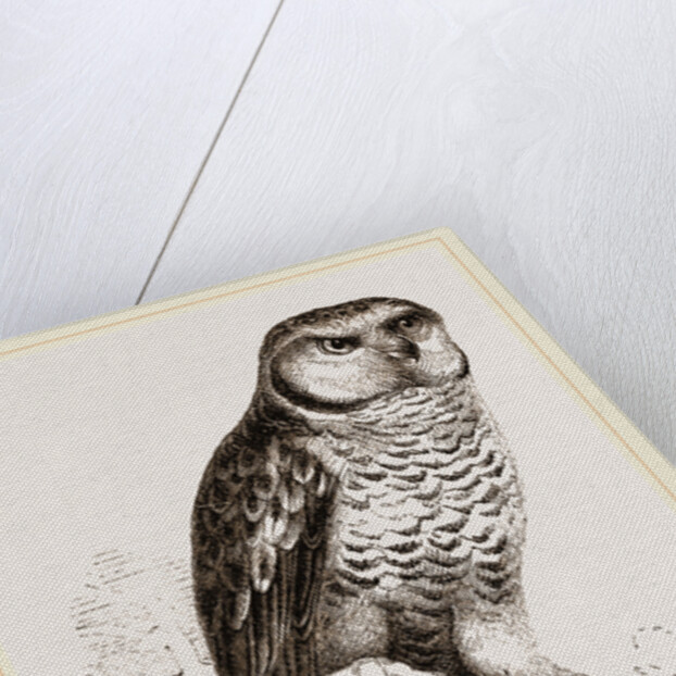 Hawk-Owl by Anonymous