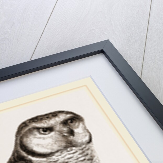Hawk-Owl by Anonymous
