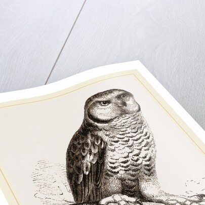 Hawk-Owl by Anonymous