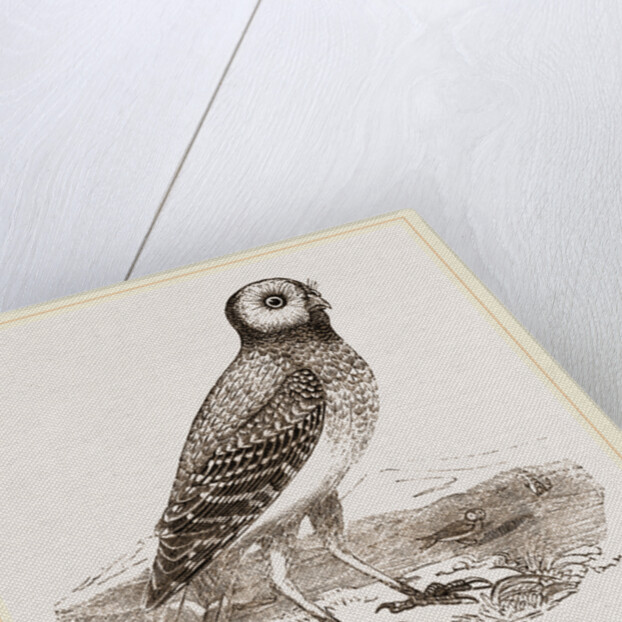 Burrowing Owl by Anonymous