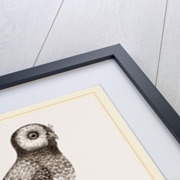 Burrowing Owl by Anonymous