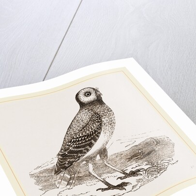 Burrowing Owl by Anonymous