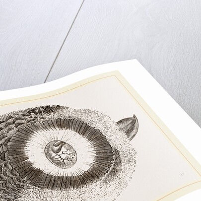 External ear of Owl by Anonymous
