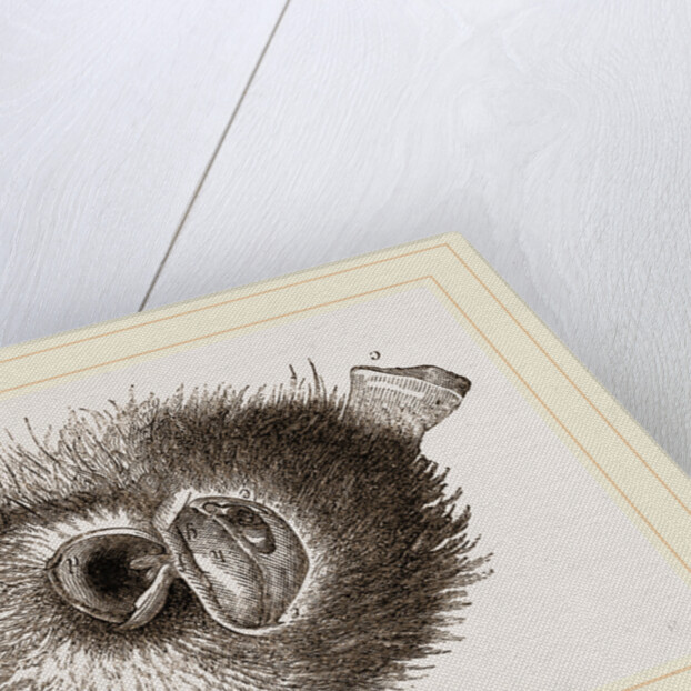 Barn Owl by Anonymous