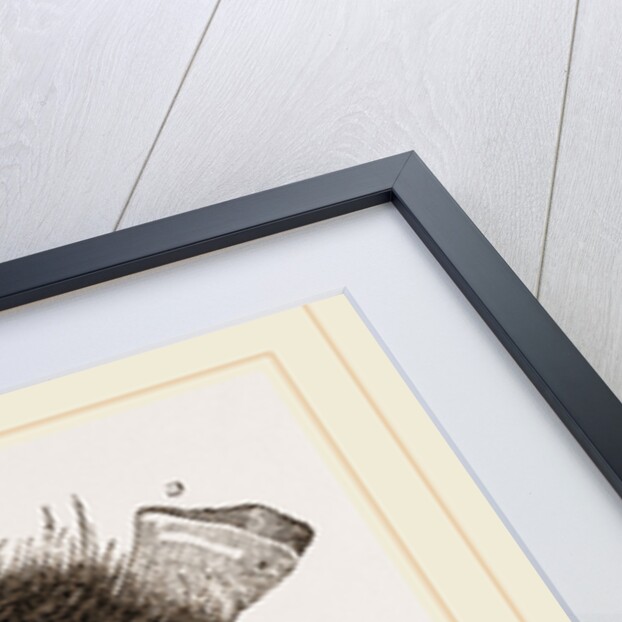 Barn Owl by Anonymous