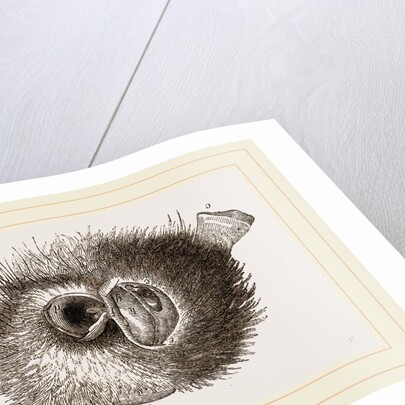 Barn Owl by Anonymous