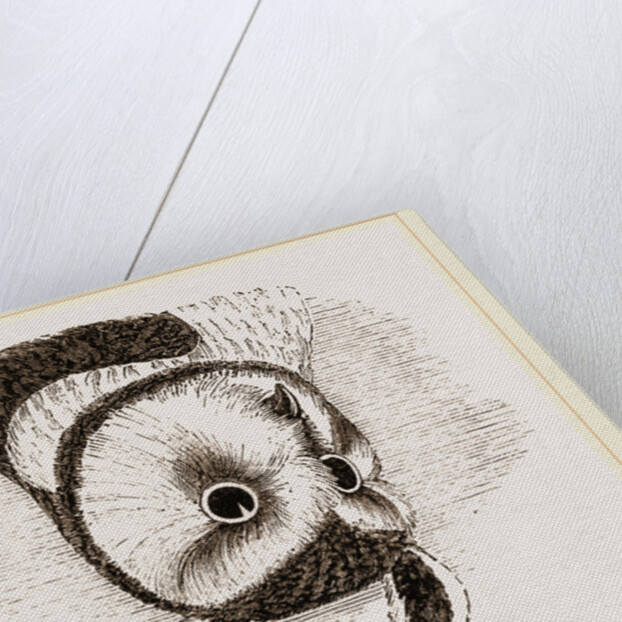 Horned Owl by Anonymous