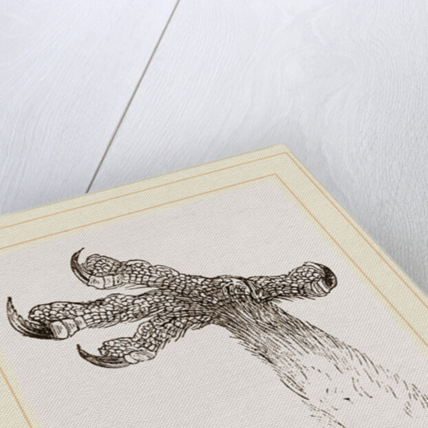 Foot of barn owl by Anonymous