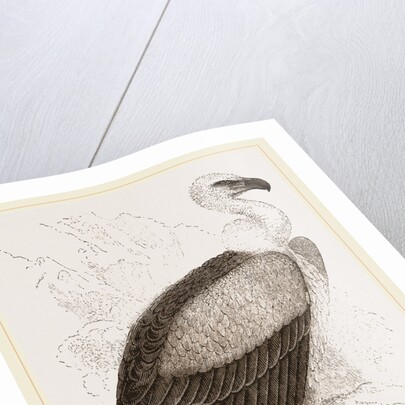 Kolbe's Vulture by Anonymous