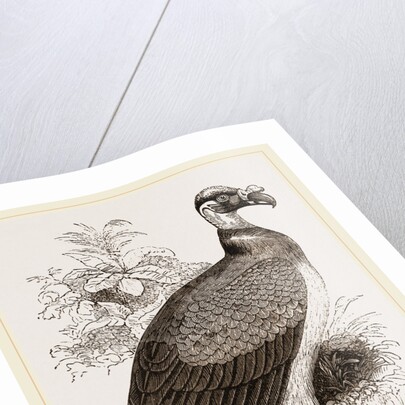 King-Vulture by Anonymous