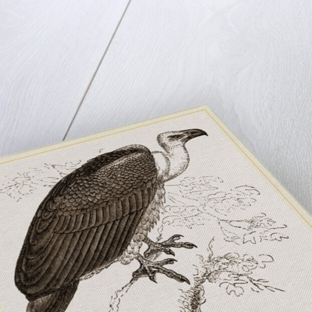 Chinese Vulture by Anonymous