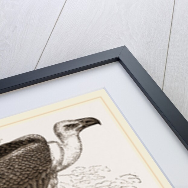 Chinese Vulture by Anonymous