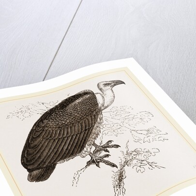 Chinese Vulture by Anonymous