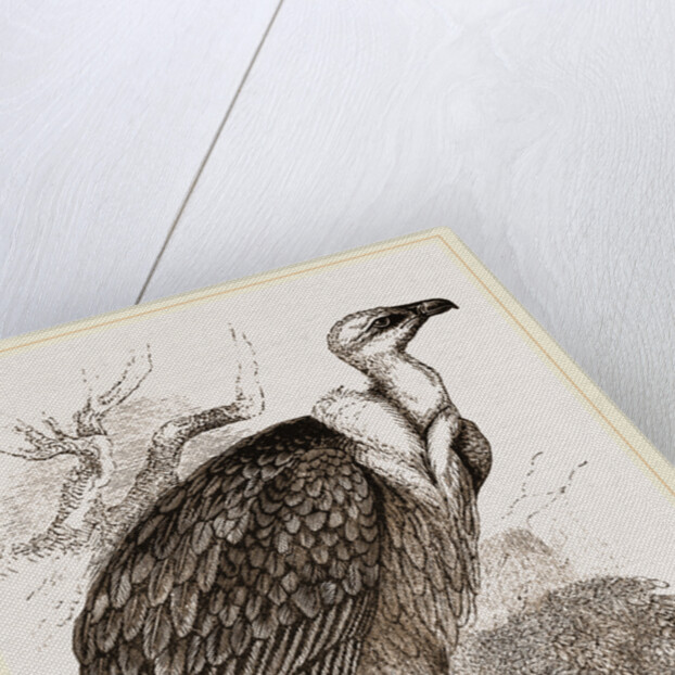 Griffon-Vulture by Anonymous