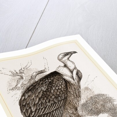 Griffon-Vulture by Anonymous