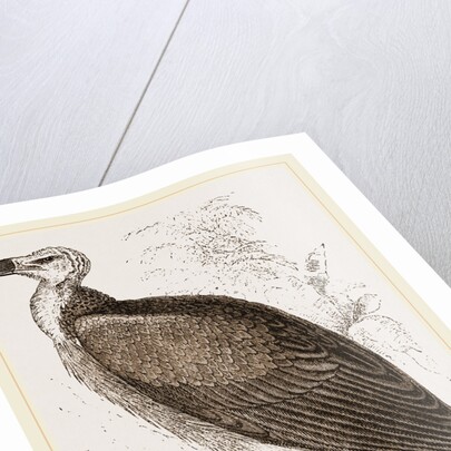 Sociable Vulture by Anonymous